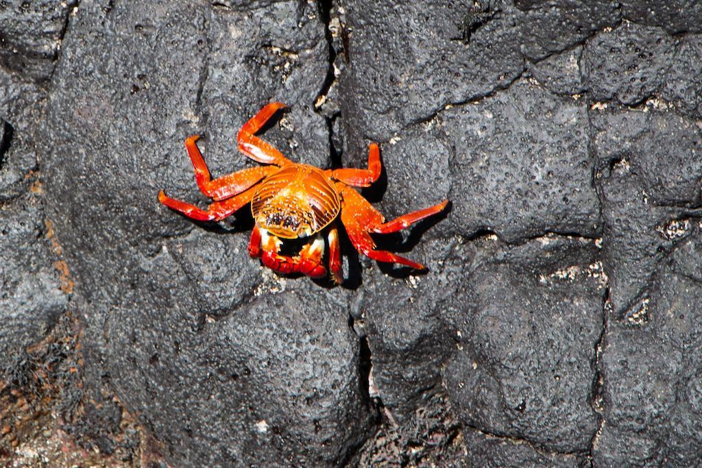 Chez Manany Galapagos Ecolodge Пуерто-Вільяміль Екстер'єр фото