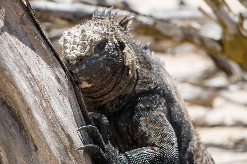 Chez Manany Galapagos Ecolodge Пуерто-Вільяміль Екстер'єр фото