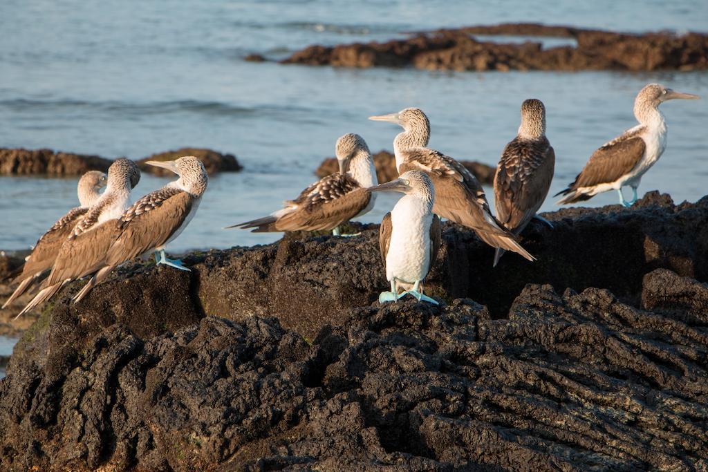 Chez Manany Galapagos Ecolodge Пуерто-Вільяміль Екстер'єр фото