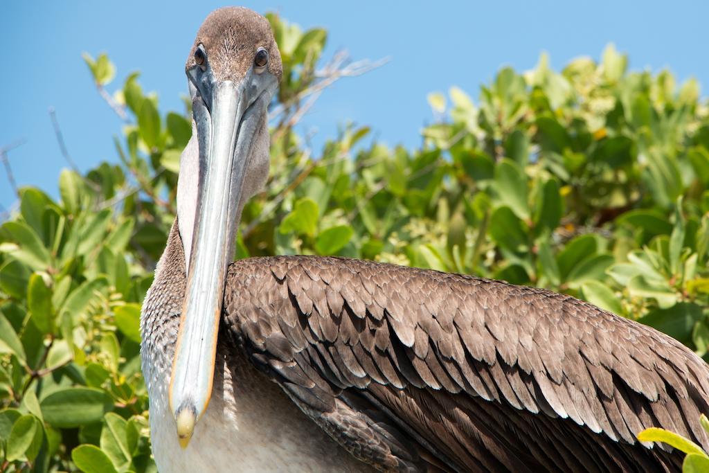 Chez Manany Galapagos Ecolodge Пуерто-Вільяміль Екстер'єр фото